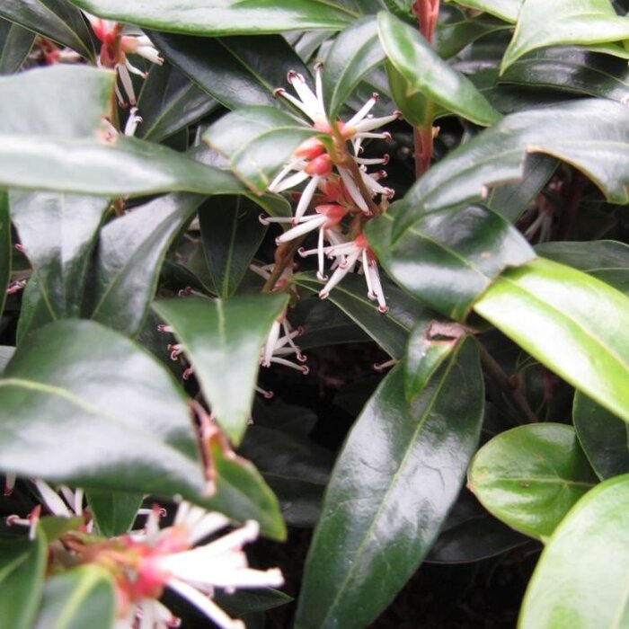 Winterjuweel (Sarcococca hookeriana 'Purple Stem')