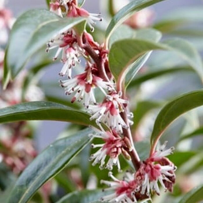 Winterjuweel (Sarcococca hookeriana 'Purple Stem')