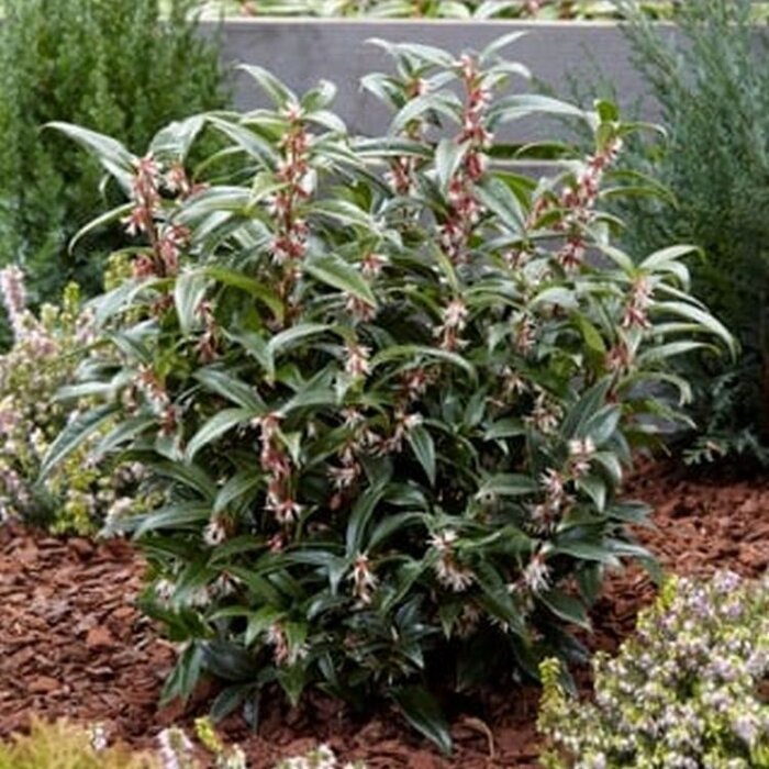 Winterjuweel (Sarcococca hookeriana 'Purple Stem')