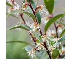 Winterjuweel - Sarcococca hookeriana 'Purple Stem'
