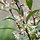 Winterjuweel (Sarcococca hookeriana 'Purple Stem')