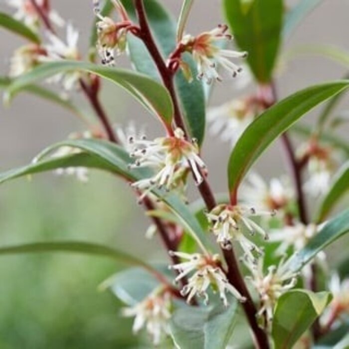Winterjuweel (Sarcococca hookeriana 'Purple Stem')