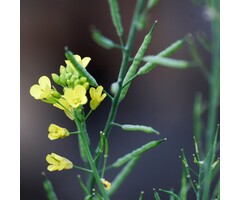 Steenraket - Erysimum 'Yellow Bird'