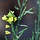 Steenraket - Erysimum 'Yellow Bird'