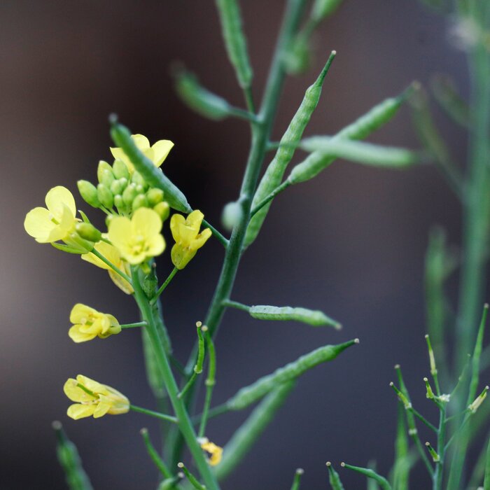Steenraket - Erysimum 'Yellow Bird'