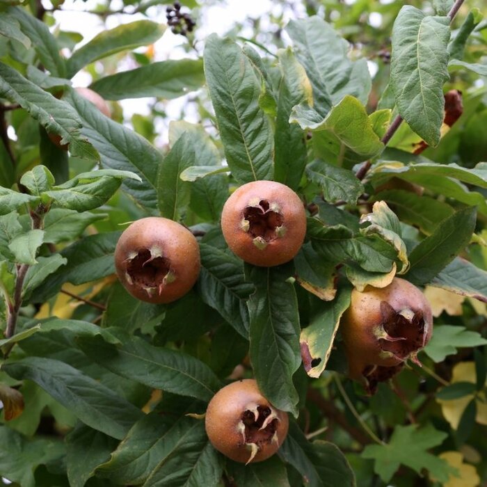 Mispel - Mespilus germanica (kale wortel)
