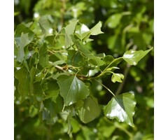 Populus nigra  - Populier (beveerd)
