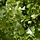 Populus nigra  - Populier (kale wortel)