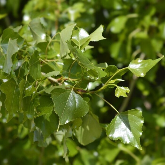 Populus nigra  - Populier (kale wortel)