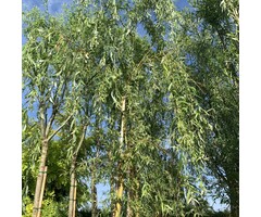 Gele treurwilg - Salix sepulcralis 'Chrysocoma' (beveerd)