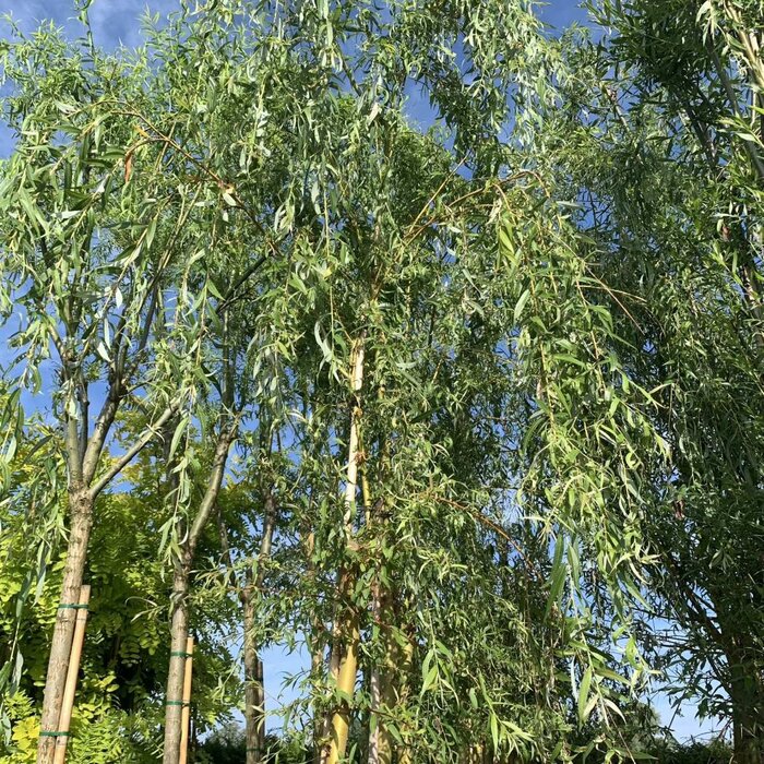 Gele treurwilg - Salix sepulcralis 'Chrysocoma'   (kale wortel) - PRE-ORDER