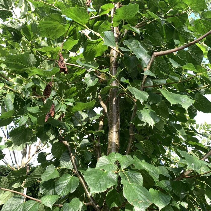 Lindeboom - Tilia tomentosa (kale wortel) PRE ORDER