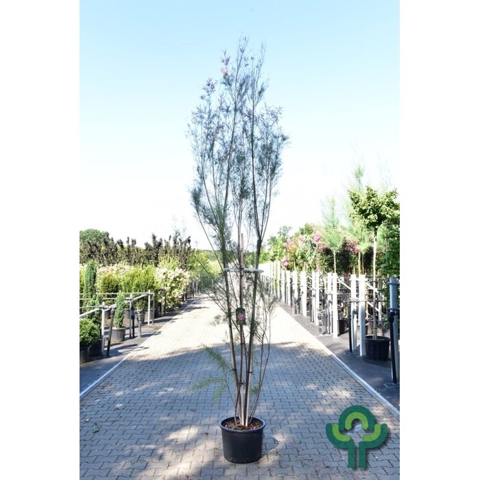 Tamarisk boom - Tamarix meerstammig