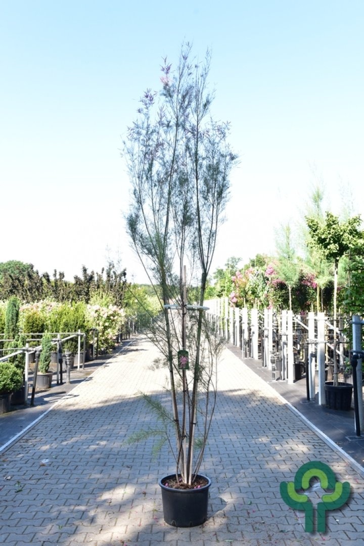 Tamarisk boom - Tamarix meerstammig