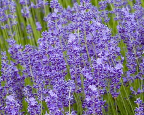 Lavendel snoeien