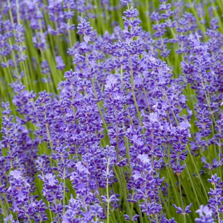 Lavendel snoeien
