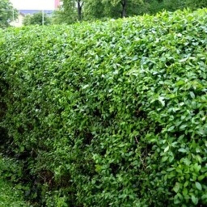 Ligustrum ovalifolium - Ligusterhaag (Kale wortel) PRE-ORDER