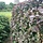 Berberis thunbergii 'Atropurpurea' - Zuurbes (Kale wortel) PRE-ORDER