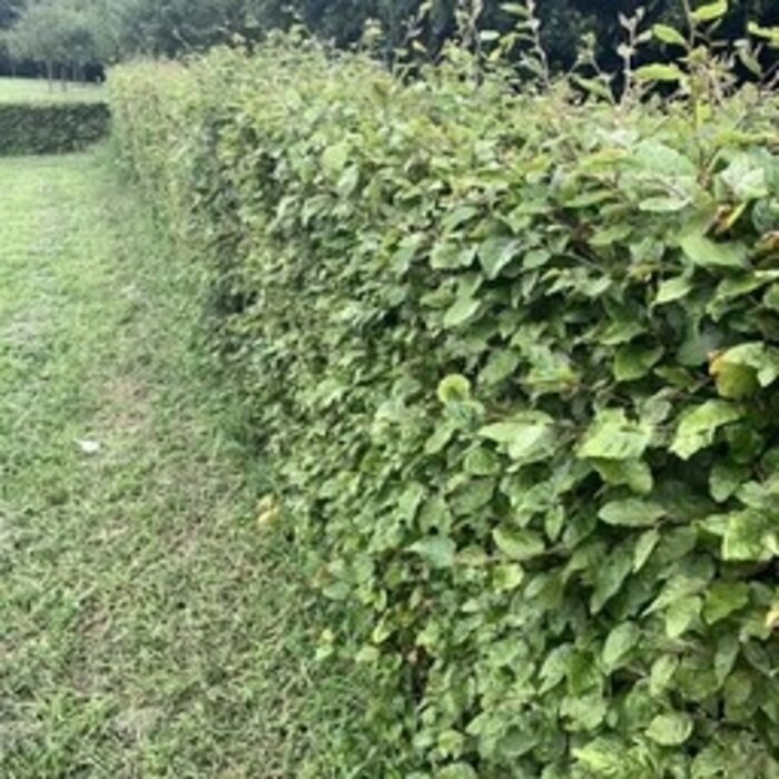 Fagus sylvatica - Groene beukenhaag (Kale wortel) PRE-ORDER
