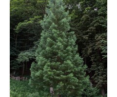 Mammoetboom - Sequoiadendron giganteum 'Glaucum'