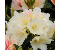 Rhododendron 'Golden torch'