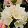 Rhododendron 'Golden torch'