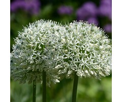 Daslook - Allium ursinum