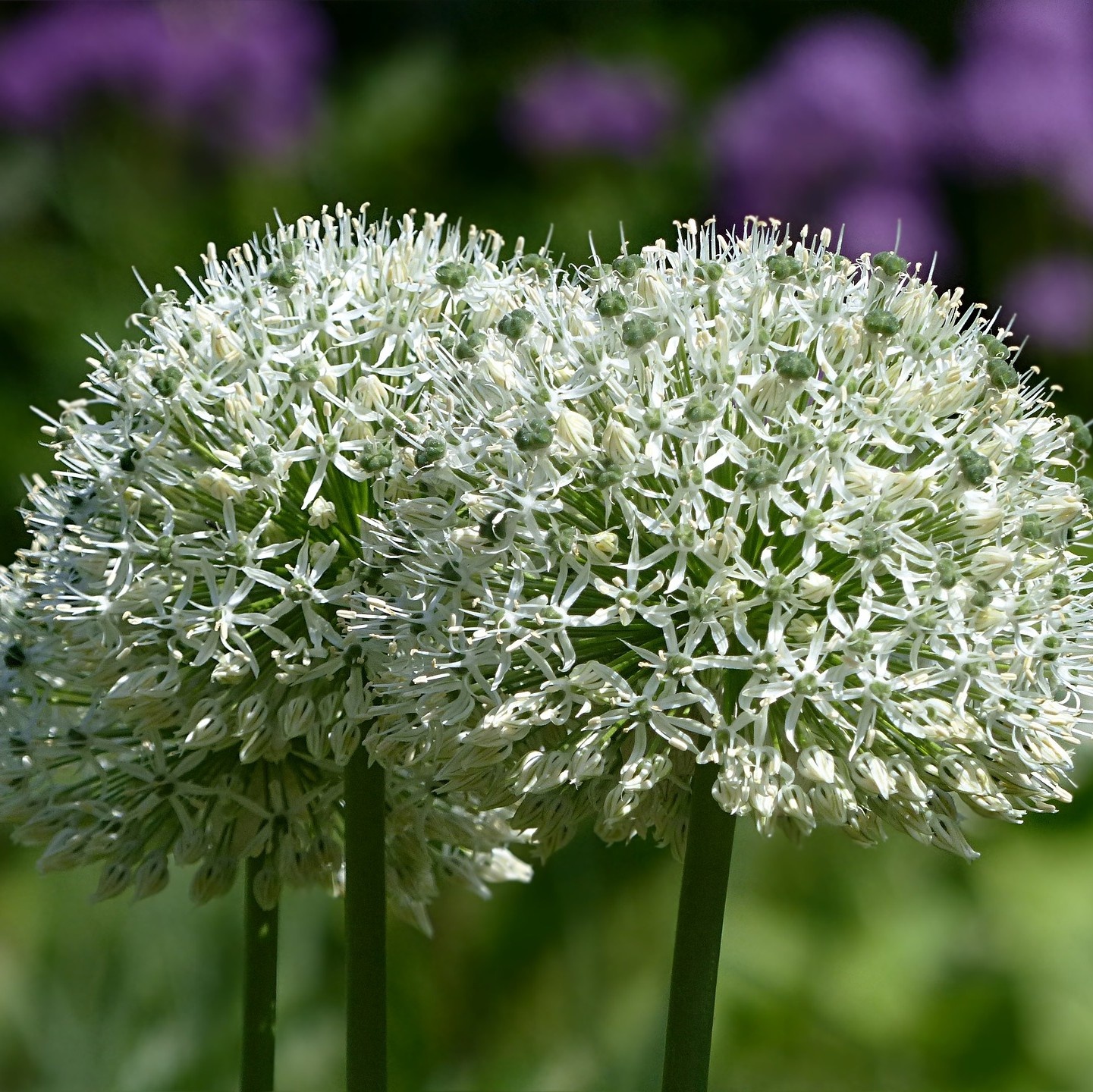 Daslook - Allium ursinum