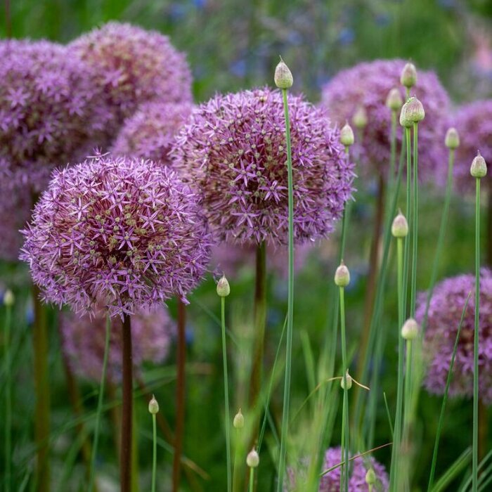 Sierui - Allium aflatunense 'Purple Sensation'