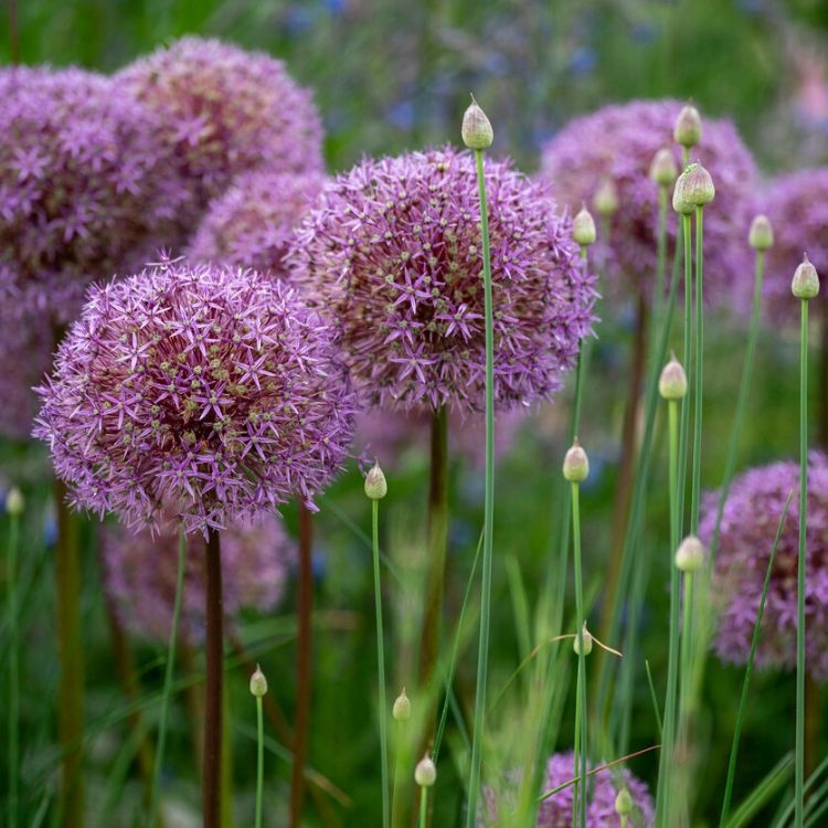 Sierui - Allium aflatunense 'Purple Sensation'