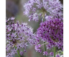 Sierui - Allium aflatunense 'Purple Sensation'