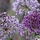 Sierui - Allium aflatunense 'Purple Sensation'