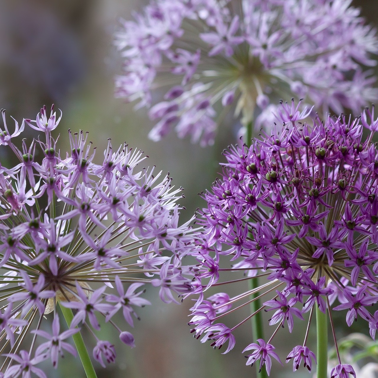 Sierui - Allium aflatunense 'Purple Sensation'