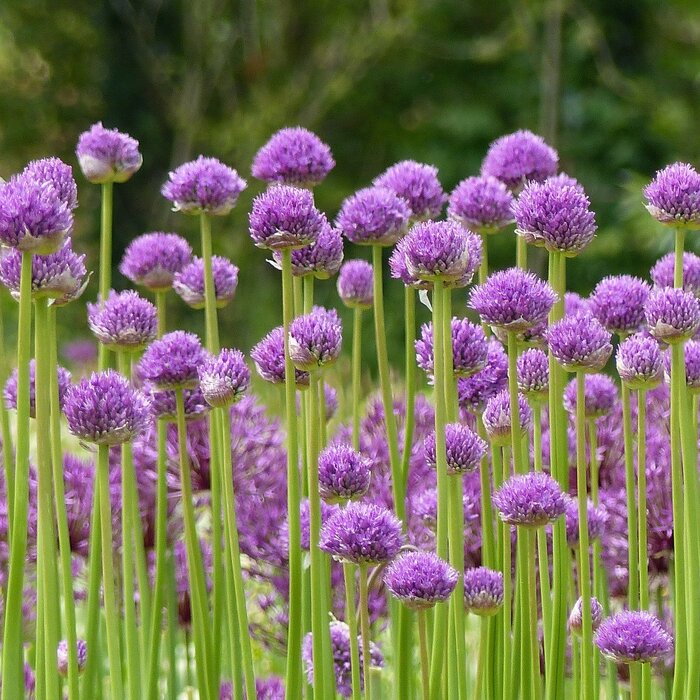Sierui - Allium aflatunense 'Purple Sensation'