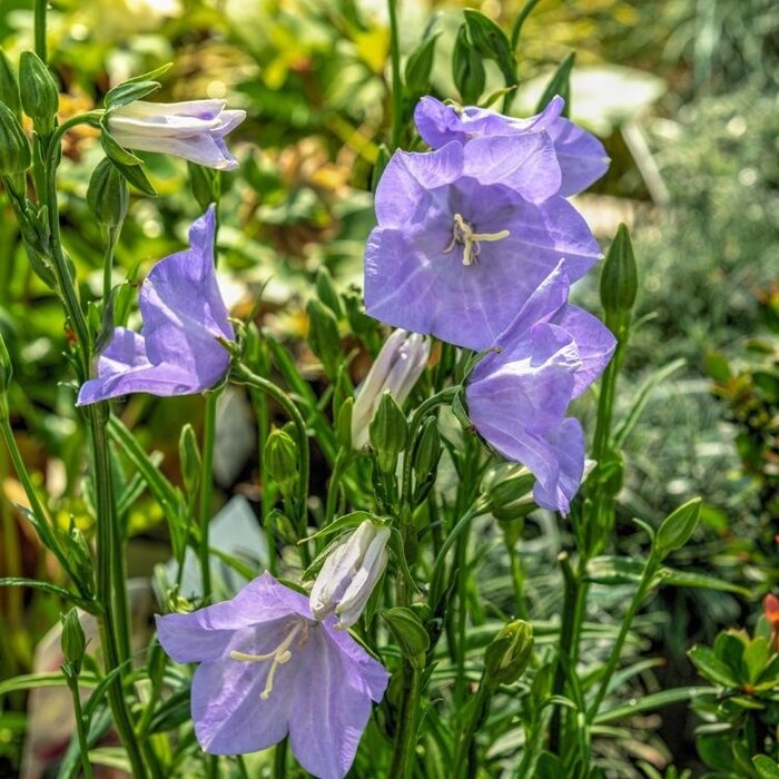 Perzikbladig klokje - Campanula carpatica 'Coerulea