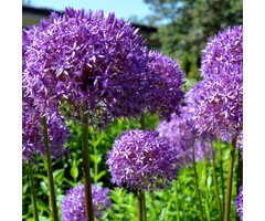 Sierui - Allium 'Ambassador'