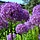 Sierui - Allium 'Ambassador'