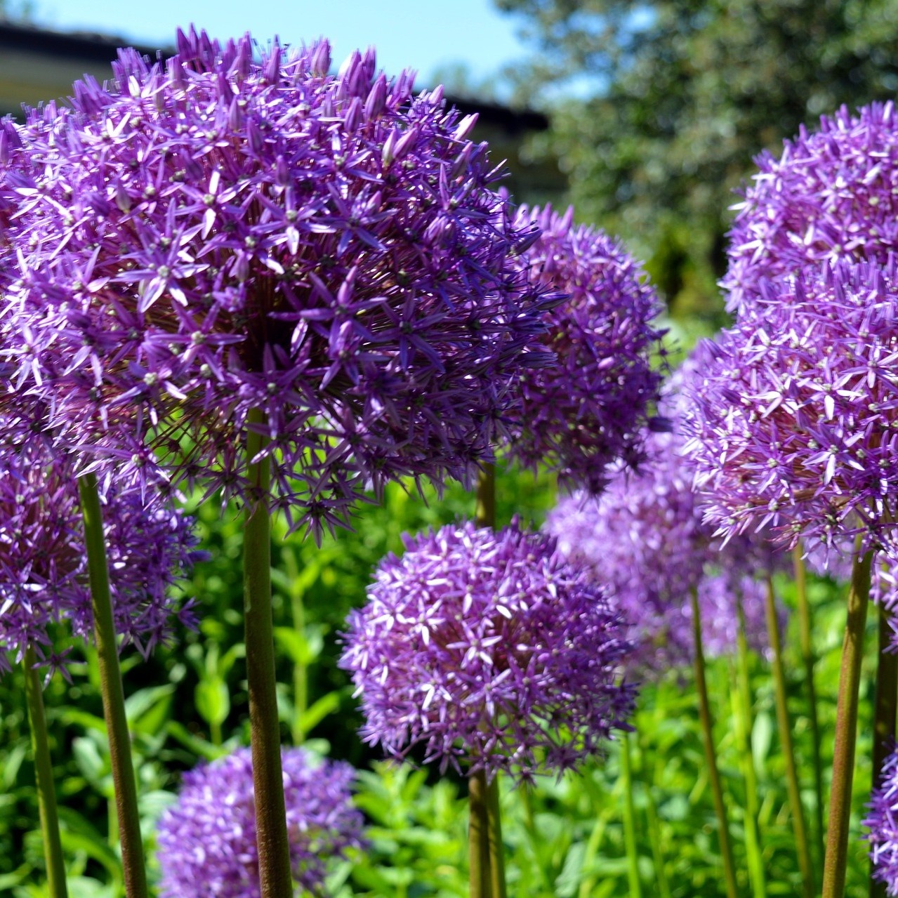 Sierui - Allium 'Ambassador'