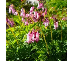 Gebroken hartje - Dicentra formosa 'Luxuriant'