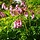 Gebroken hartje - Dicentra formosa 'Luxuriant'