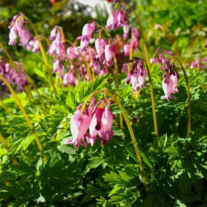 Gebroken hartje - Dicentra formosa 'Luxuriant'