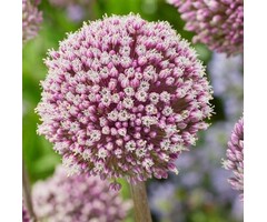 Sierui - Allium 'Summer Drummer'