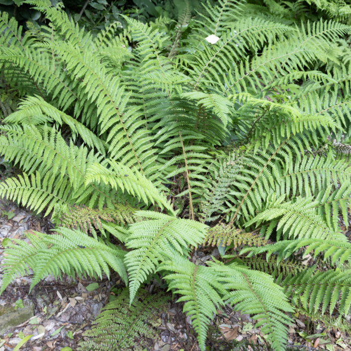Reuzenkettingvaren - Woodwardia fimbriata