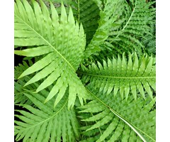 Reuzenkettingvaren - Woodwardia fimbriata