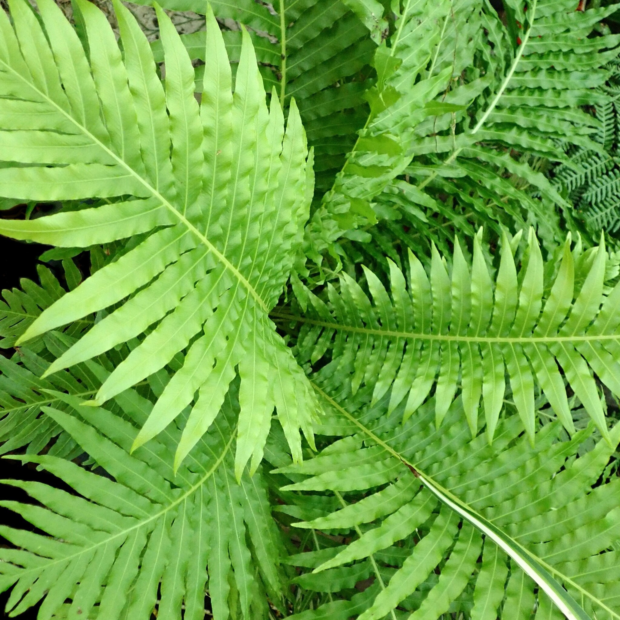 Reuzenkettingvaren - Woodwardia fimbriata