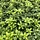 Schaduwkruid - Pachysandra terminalis 'Green Sheen'