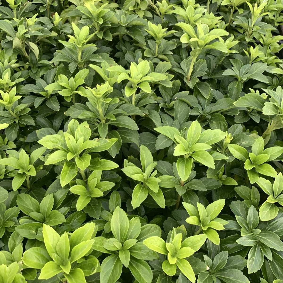 Schaduwkruid - Pachysandra terminalis 'Green Sheen'