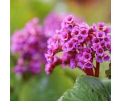 Schoenlappersplant - Bergenia cordifolia