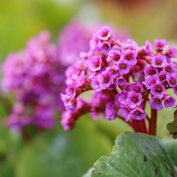 Schoenlappersplant - Bergenia cordifolia