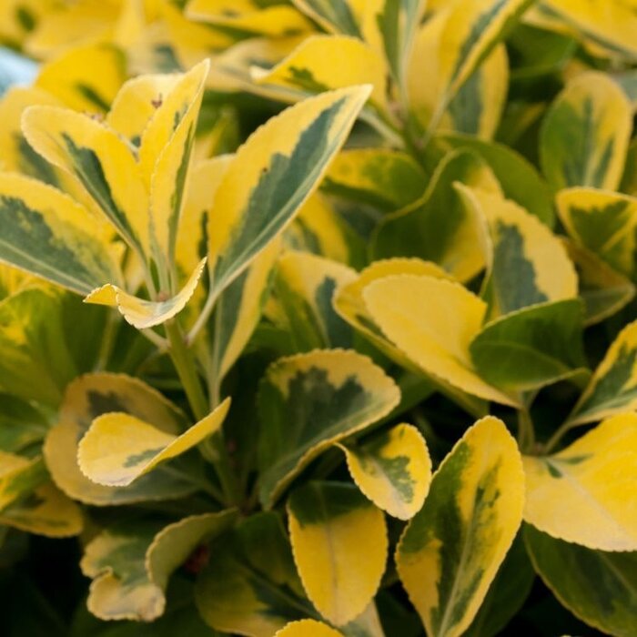 Ligustrum ovalifolium 'Aureum' - Bonte liguster
